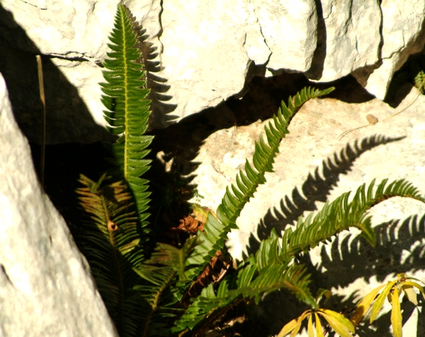 Polystichum lonchitis / Felce lonchite